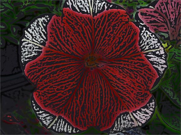 تصاویری از طبیعت  3