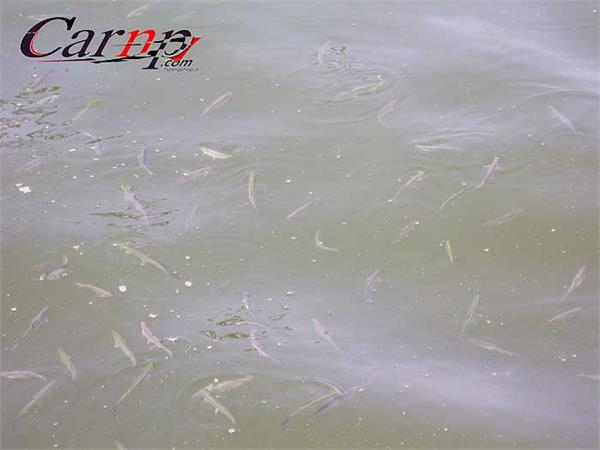 دریاچه تفریحی تهران 10