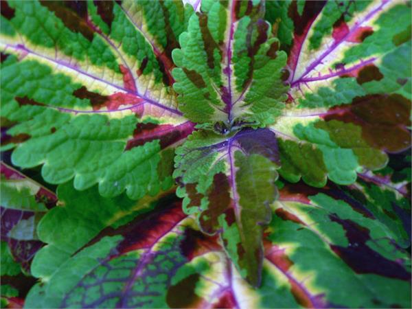 تصاویری از طبیعت  10