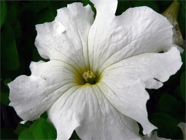 تصاویری از طبیعت  12