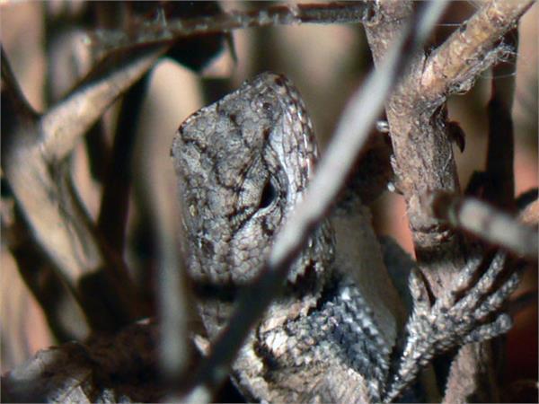 تصاویری از طبیعت  9