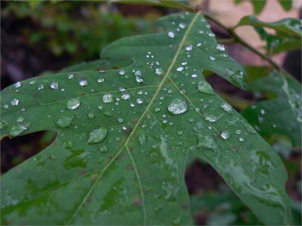 تصاویری از طبیعت  6