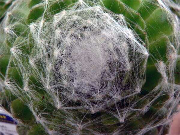 تصاویری از طبیعت  13