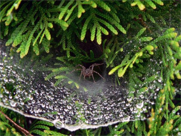 تصاویری از طبیعت  2