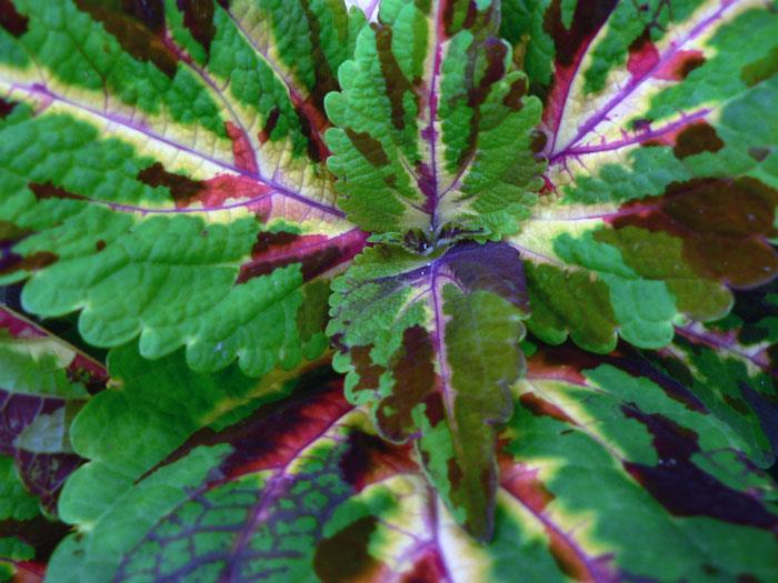 تصاویری از طبیعت  10