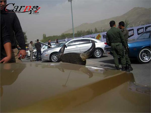 گردهمائی خودروهای هشت سیلندر استان البرز 7