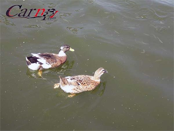 دریاچه تفریحی تهران 11