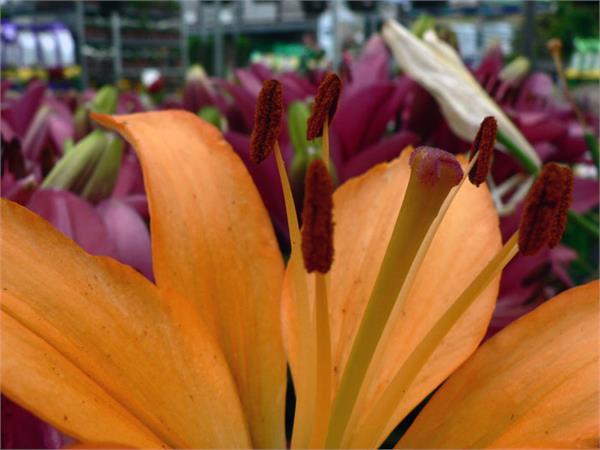 تصاویری از طبیعت  7