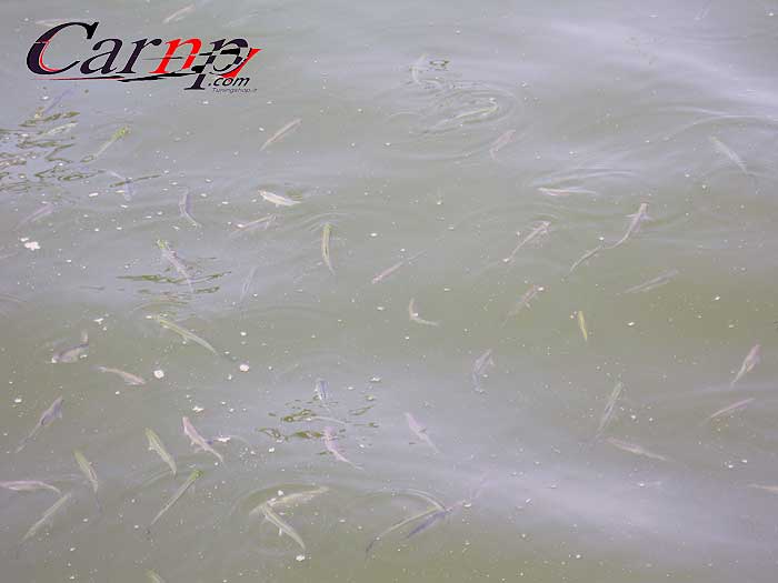 دریاچه تفریحی تهران 10