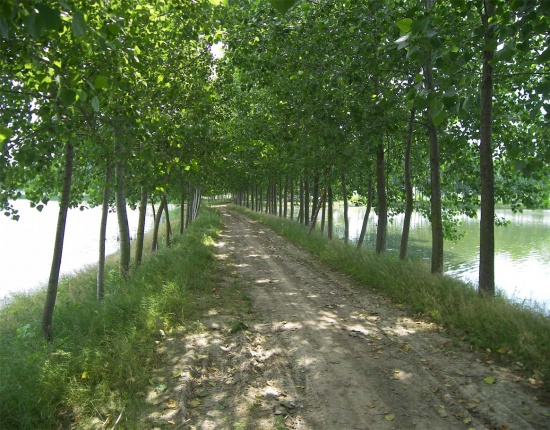 دو دیفرانسیل  21