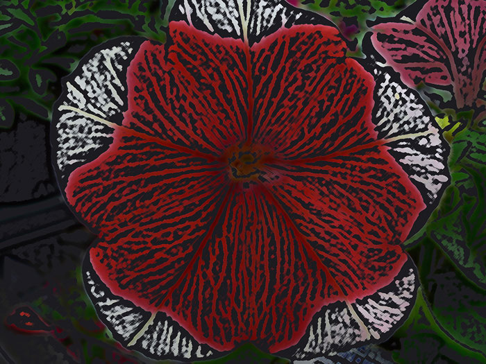 تصاویری از طبیعت  3