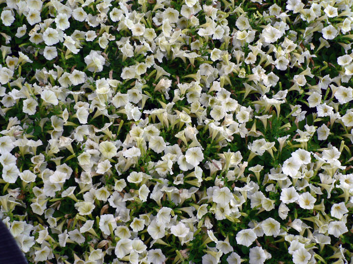 تصاویری از طبیعت  8