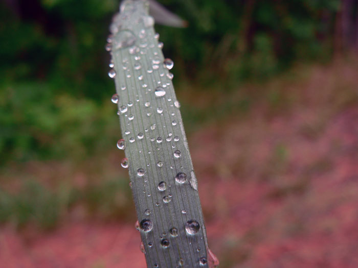 تصاویری از طبیعت  11