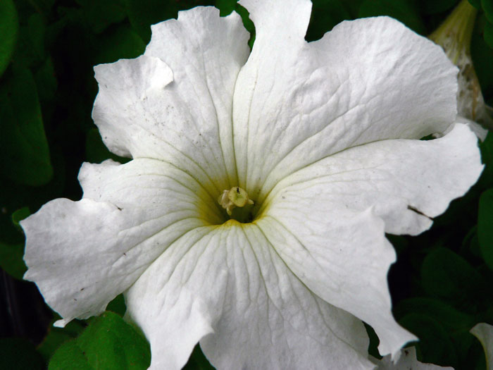 تصاویری از طبیعت  12